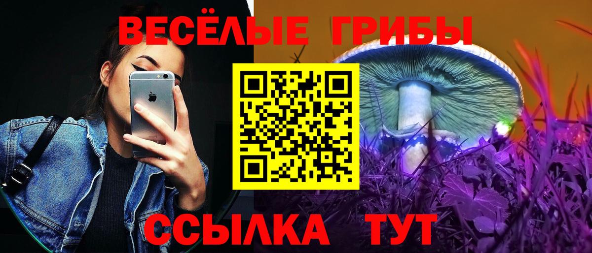 Черняховск  Псилоцибиновые грибы Cubensis  Вход с VPN 